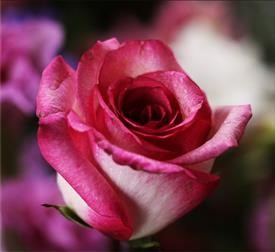 &quot;Tampa Local Flower Delivery